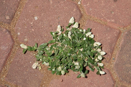 Gomphrena celosioides