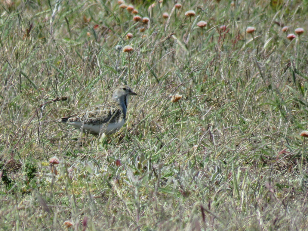 Thinocorus rumicivorus rumicivorus