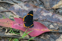 Riodina lycisca