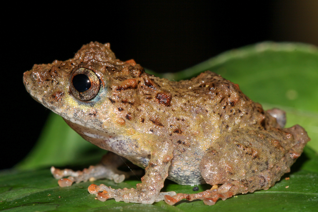 Pristimantis academicus from Maynas Province, Peru on June 6, 2013 at