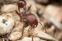 Pogonomyrmex huachucanus