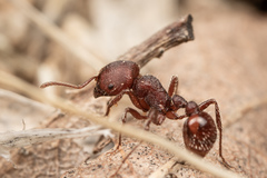 Pogonomyrmex huachucanus