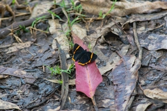 Riodina lycisca