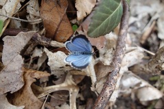Celastrina ladon