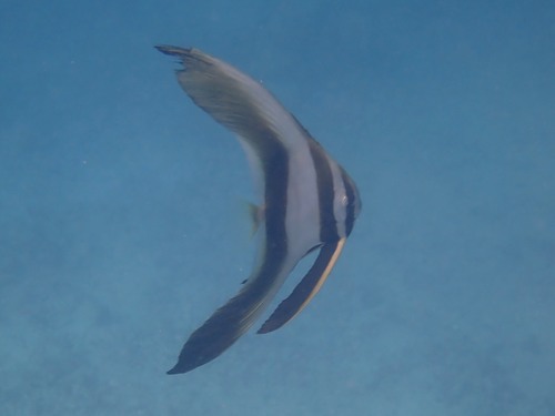 Longfin Batfish