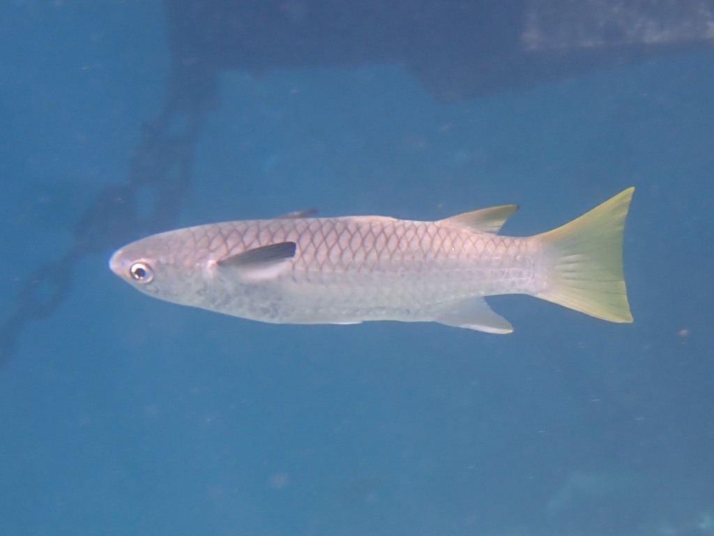 Squaretail Mullet