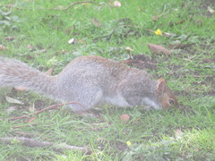 Sciurus carolinensis