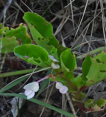 Begonia cucullata