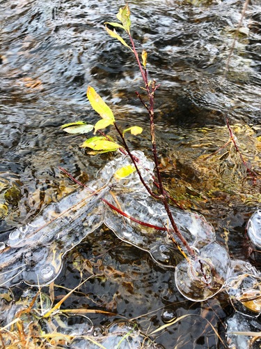 Salix rorida iNat (3)