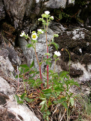 Drymocallis rupestris