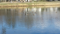 Branta canadensis