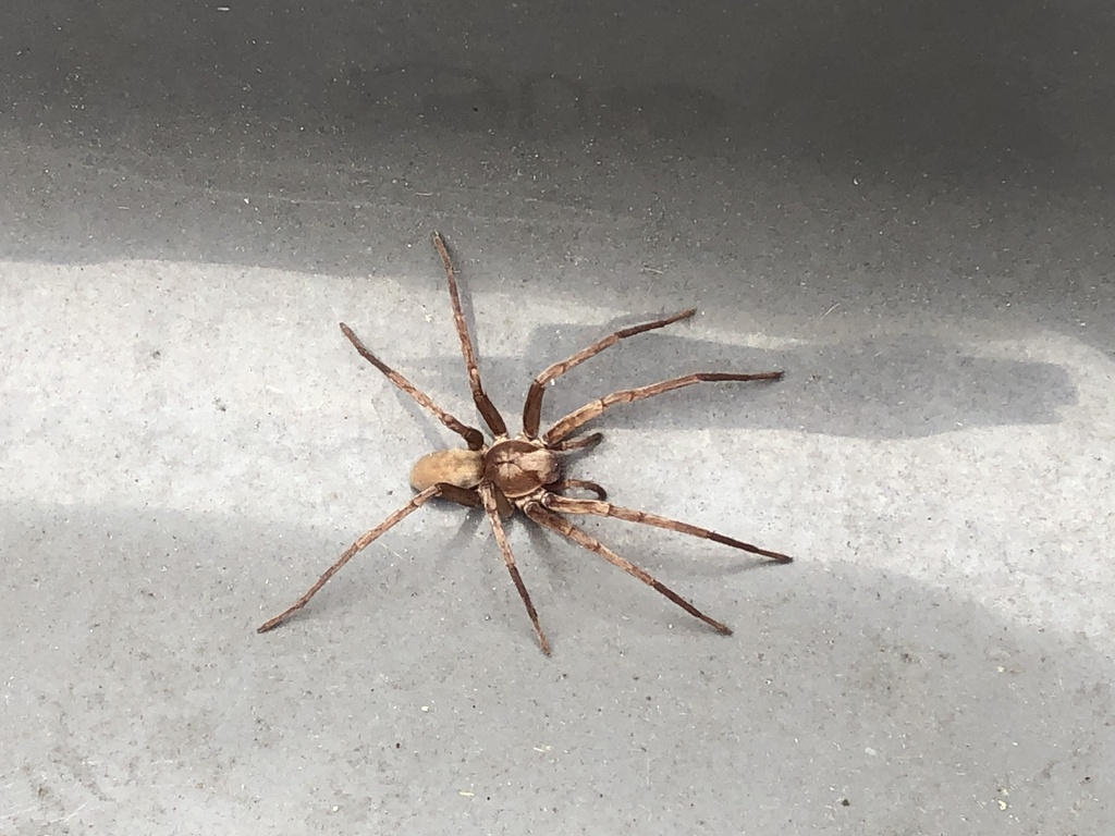 Rocky Canyon Spiders from Mountain Trail Ave, Thousand Oaks, CA, US on ...