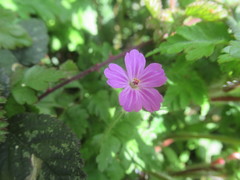 Geranium robertianum