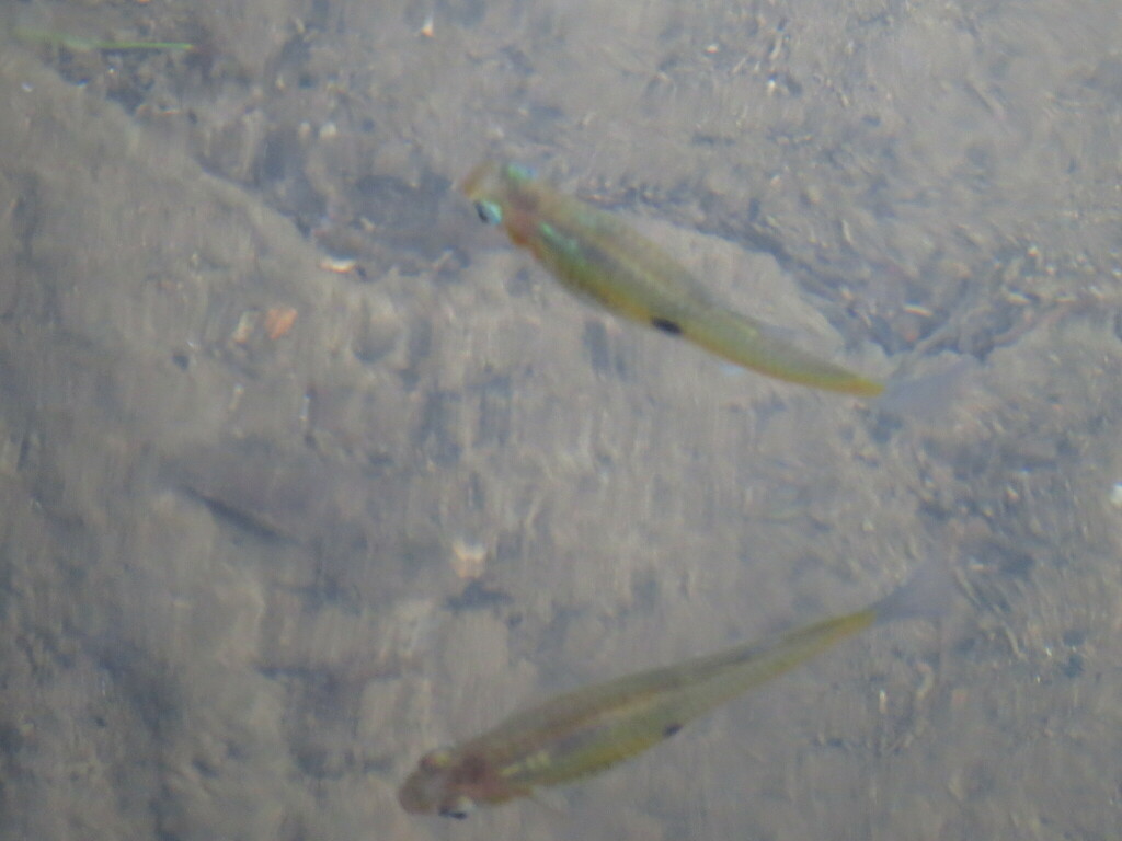 Singlespot Topminnow