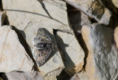 Metaxmeste phrygialis