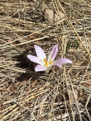 Colchicum bulbocodium