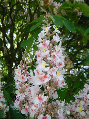 Aesculus indica