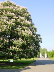 Aesculus indica