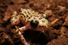 Eleutherodactylus longipes