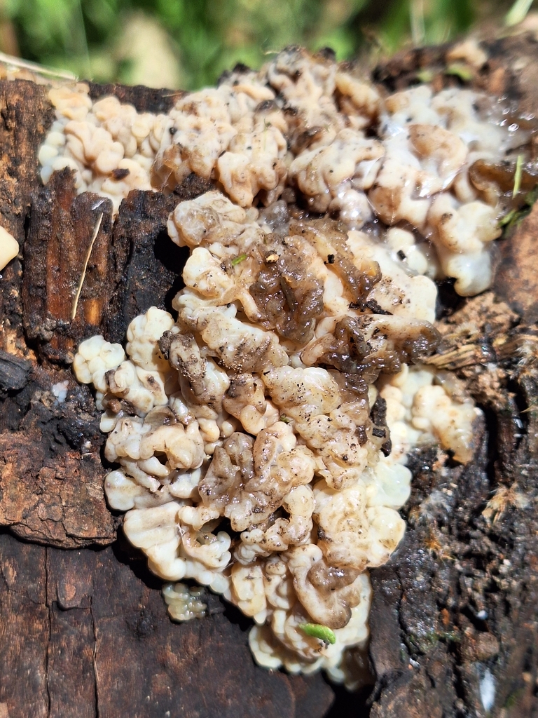Protohydnum pululahuanum · December 2023 · photo: © rocio_pose (iNaturalist, cc-by)