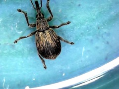 Trichopterapion holosericeum