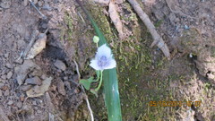 Calochortus coeruleus