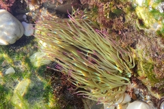 Anemonia viridis image