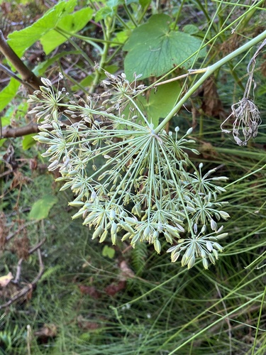 Forest Blisterbush (Notobubon gummiferum)