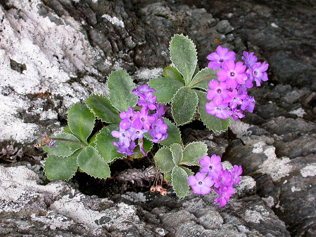 silver-edged primrose