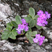Silver-edged Primrose - Photo (c) Roberto Sindaco, some rights reserved (CC BY-NC-SA), uploaded by Roberto Sindaco