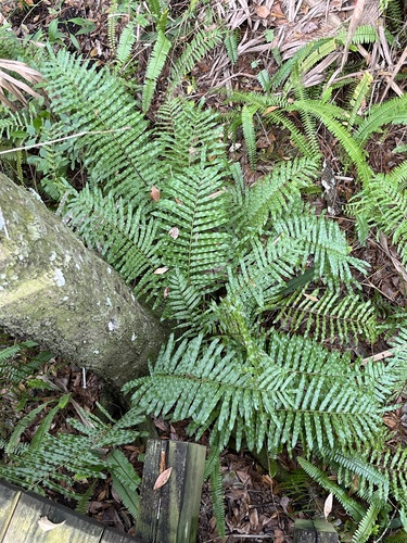 Toothed midsorus fern (Telmatoblechnum serrulatum)