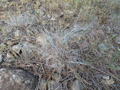 Festuca inops