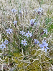 Sisyrinchium calciphilum