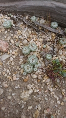 Filago tyrrhenica