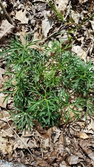 Delphinium alabamicum