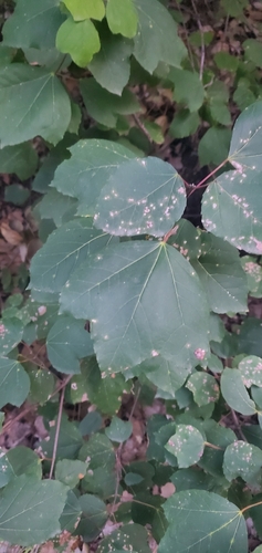 Image of Acer obtusifolium by (c) Mitch Van Dyke, some rights reserved (CC BY)