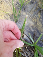 Eleocharis bifida