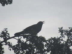 Turdus merula