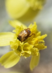 Cyclocephala melanocephala