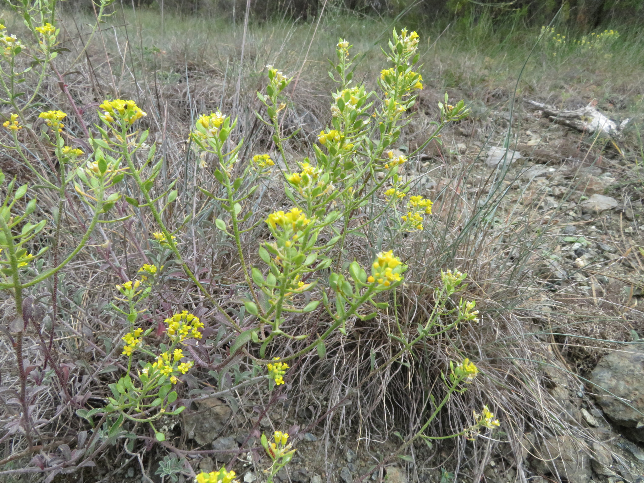 Odontarrhena bertolonii