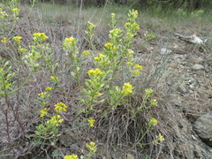 Odontarrhena bertolonii, photograph Milan Chytrý, CC BY, iNaturalist via GBIF