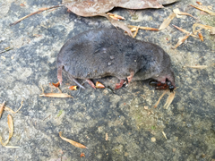Blarina carolinensis