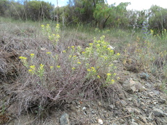 Odontarrhena bertolonii, photograph Milan Chytrý, CC BY, iNaturalist via GBIF