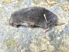 Blarina carolinensis