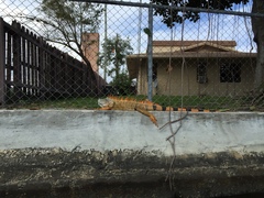 Iguana iguana