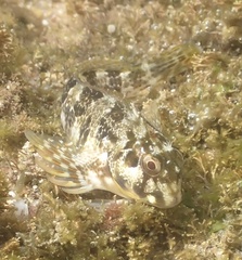 Maned Blenny photo 3