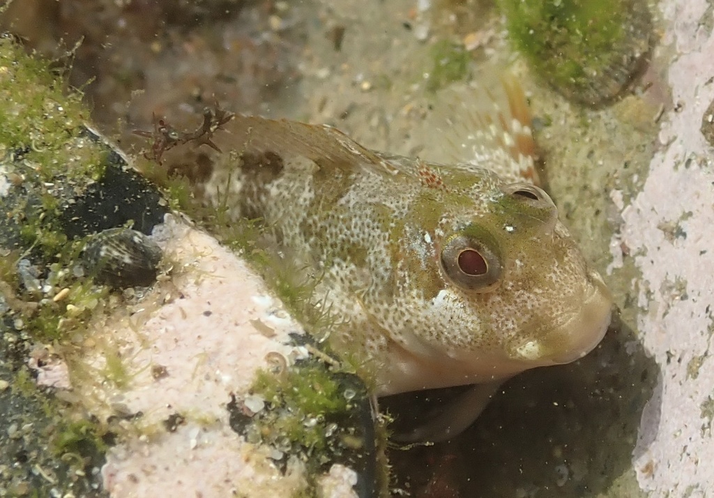 Maned Blenny