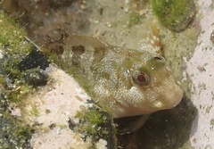 Maned Blenny photo 1