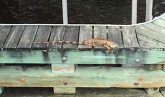 Iguana iguana