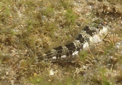 Maned Blenny photo 4